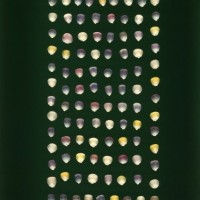 CIMMYTMA 16305 ZACA 137 BA22U-2903-33 K.jpg