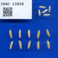 IRGC 13928 Seed Photo