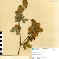2740 herbarium