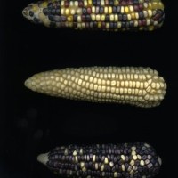 CIMMYTMA 5888 OAXA 280 BA22U-2903-88 E.jpg