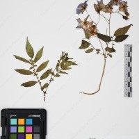 CIP 765690_RPSP 001_07.jpg