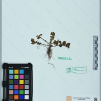 CIP 761142 herbarium