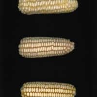 CIMMYTMA 303 JALI 253 PV22A-1903-96 E10060 _compress.jpg