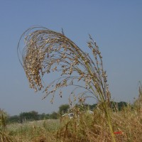Proso millet1.jpg