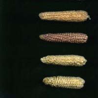 CIMMYTMA 24948 TAC 36 TC22U-2903-144 C.jpg