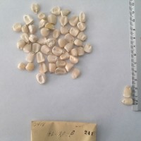 CIMMYTMA 241 - Reference Inventory.jpg