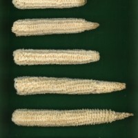 CIMMYTMA 18886 NAYA 65 AF18A-0903-69 C.jpg