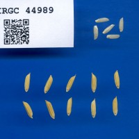 IRGC 44989 Seed Photo