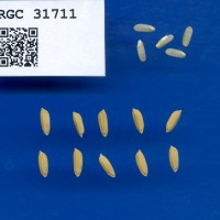 IRGC 31711 Seed Photo