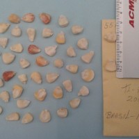 CIMMYTMA 5519 - Reference Inventory.jpg