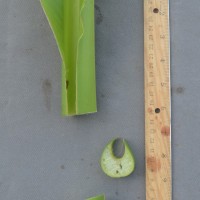 6.3.3 - Petiole canal leaf III