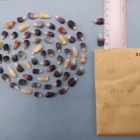 CIMMYTMA 8474 - Reference inventory.jpg