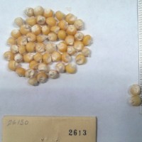 CIMMYTMA 2613 - Reference Inventory.jpg