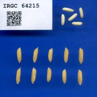 IRGC 64215 Seed Photo
