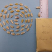 CIMMYTMA 7630 - Reference inventory.jpg