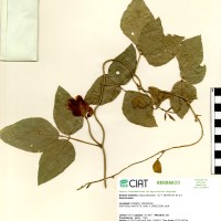 4931 herbarium