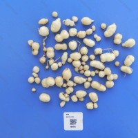 CIP 762915 Tuber