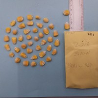 CIMMYTMA 7421 - Reference inventory.jpg