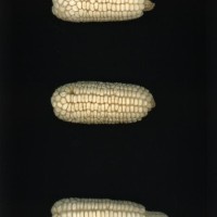 CIMMYTMA 384 CHIH 74 PV22A-1903-236 E5370 _compress.jpg