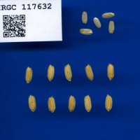 IRGC 117632 Seed Photo