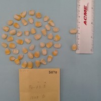 CIMMYTMA 5070 - Reference Inventory.jpg