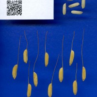 IRGC 58274 Seed Photo