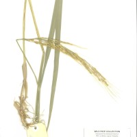 IRGC 104060 Herbarium