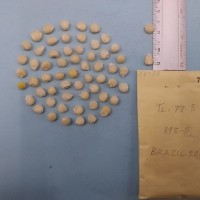 CIMMYTMA 7808 - Reference inventory.jpg