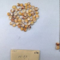 CIMMYTMA 176 - Reference Inventory.jpg