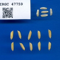 IRGC 47759 Seed Photo