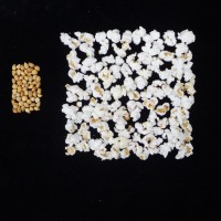 Popped and not popped comparison.JPG