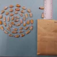 CIMMYTMA 7617 - Reference inventory.jpg