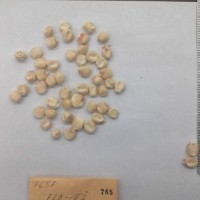 CIMMYTMA 765 - Reference Inventory.jpg