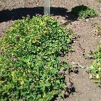 101920(Trifolium decorum2195).jpg