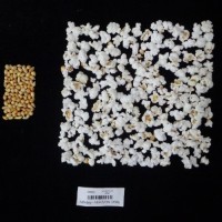 Popped and not popped comparison labeled.jpg