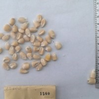 CIMMYTMA 1560 - Reference Inventory.jpg