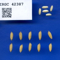 IRGC 42387 Seed Photo