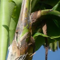 6.3.1 - Blotches at the petiole base