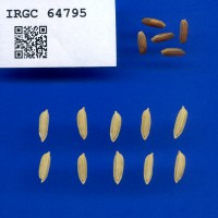 IRGC 64795 Seed Photo