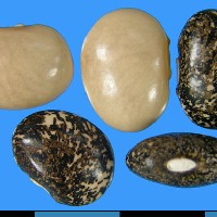 G36298 seed.jpg