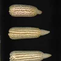 CIMMYTMA 679 VERA 44 AF18A-0903-44 E1.jpg