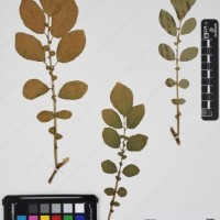 CIP 761843_OCH 13854_03.jpg