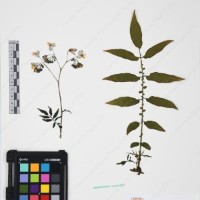 CIP 761164_OCHS 11007_03.jpg