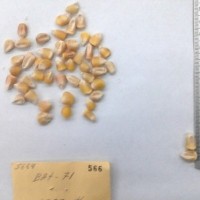 CIMMYTMA 566 - Reference Inventory.jpg