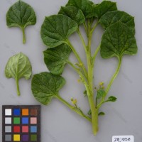 CIP 201050 Herbarium