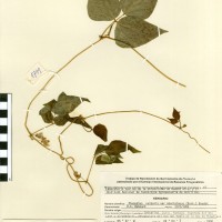 G21197 herbarium.jpg