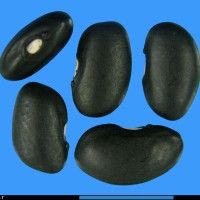 G169 seed.jpg