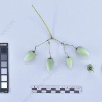 CIP 761163_OCHS 11004_tnd_B_2024.jpg