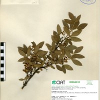 18438 herbarium