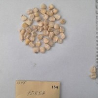 CIMMYTMA 154 - Reference Inventory.jpg